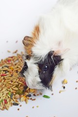 Three color Guinea pig sits on a white background . 