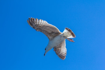 A bird on a clear blue sky. Minimalism. Beautiful seagull soaring in the blue sky.