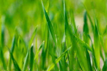 Spring in a field with fresh rye.