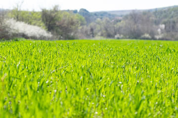 Spring in a field with fresh rye.