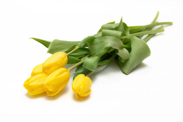 Yellow tulips isolated on white background. 