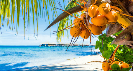 Coconuts on a palm tree in the lagoon Huahine, French Polynesia. Close-up. With selective focus.