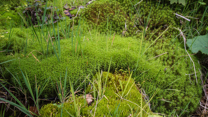 grass and moss in forest