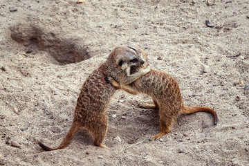 Fototapeta premium Marriage games of gophers in the spring, on the sand during the breeding season.