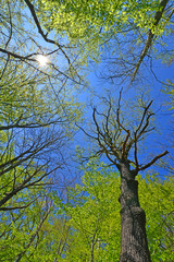 Buchenwald im Frühling 1