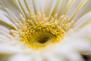 closeup of white and yellow flower