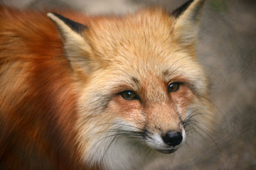 Fuchs du hast die Gans gestohlen