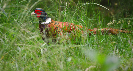 Fasan