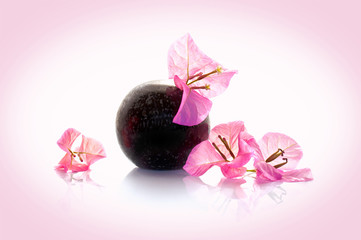 Bougainvillea pink flower in a vase on pink background