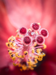 macro view of a hibiscus flower with water drops between pollen and flowers