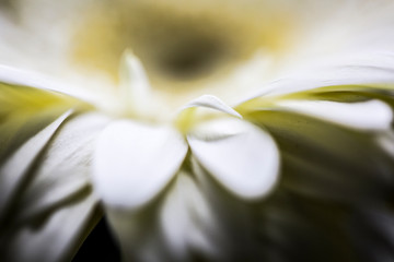 white flower