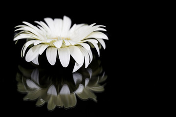 white flower on black background