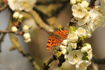 a comma closeup at a prunes branch next to white blossom