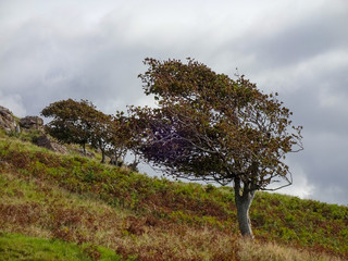 Malerisch windschiefer Baum an der Küste der Isle of Mull