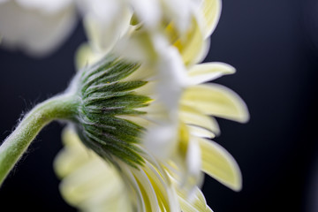 closeup of a flower