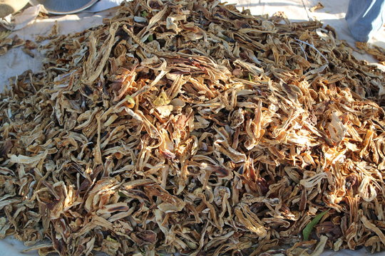 dried kachri or sane or Cucumis pubescens placed in a white bag in the market shop for sale
