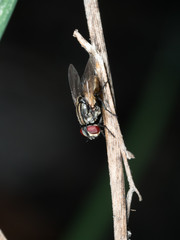 a fly on dry branch head down take photo by two flash in garden