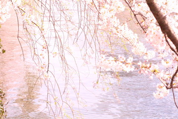 Cherry Blossom 