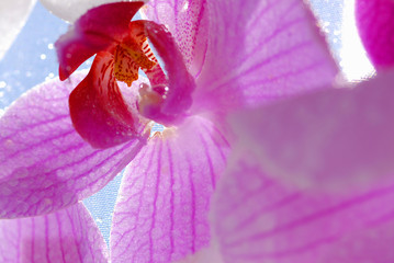 Orchid flower