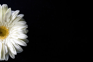 white flower on black background