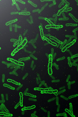 Streptococcus pneumoniae green cells on dark background