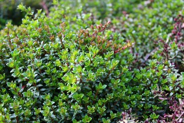 Thymian