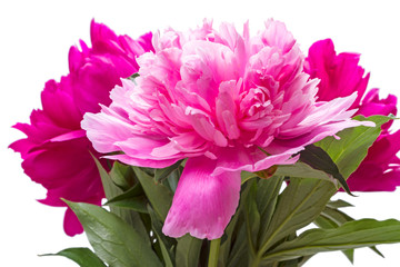 Three blooming peonies