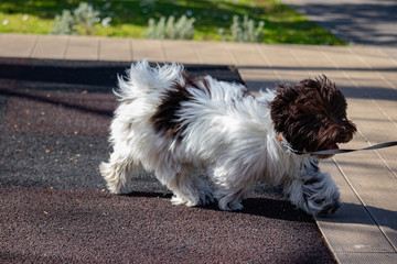 Bichon havanais en balade