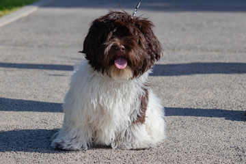 Bichon havanais assis