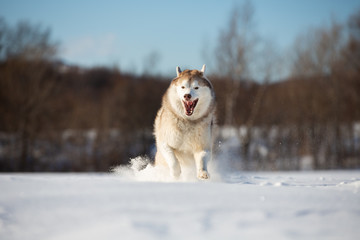 Crazy, happy and funny beige and white dog breed siberian husky with tonque out running on the snow in the winter field.