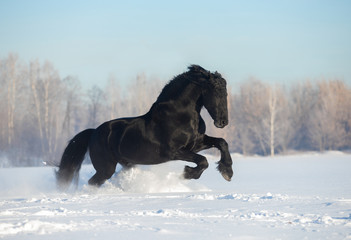 Fototapeta na wymiar stallion