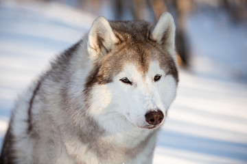 Cute and happy Siberian Husky dog sitting on the snow in the winter forest