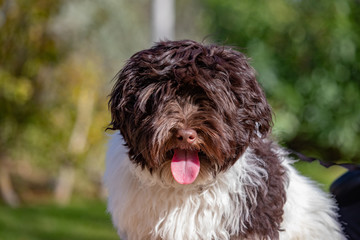 Bichon havanais chocolat