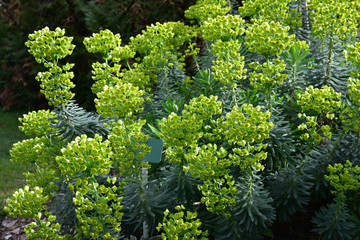 Euphorbe fleurie au jardin