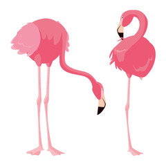 elegant flamingo birds couple