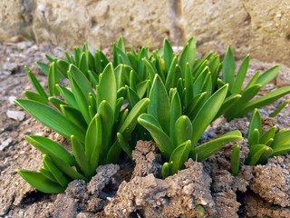 Hyacinth plants with fresh growths in the spring