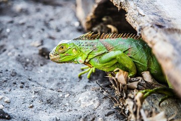 green iguana