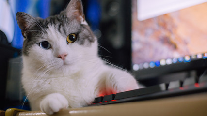 cat and computer