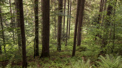 Fototapeta na wymiar conifer forest at dusk in summertime