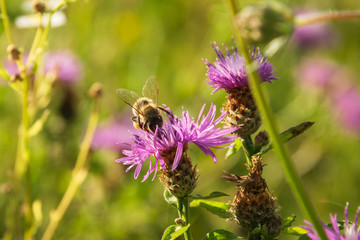 Nature background bumblebee.