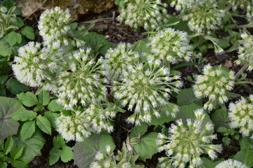 Petasites albus de Sibérie au printemps