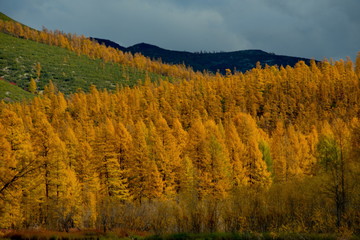 Russia. far East. The colours of autumn are cold-water rivers of Magadan.