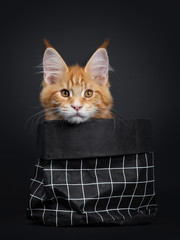 Cute fluffy red tabby Maine Coon cat kitten, sitting in black paper bag. Looking at camera with orange eyes. Isolated on black background. Head hanging on edge.