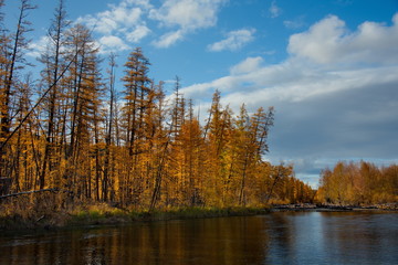 Fototapeta na wymiar Russia. far East. The colours of autumn are cold-water rivers of Magadan.