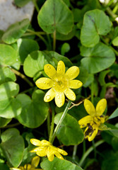 Fototapeta premium yellow flower with water drops