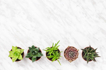 Row of mini succulent plants on marble surface
