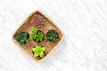 Succulent plants in a basket on marble background