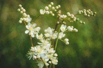 Close up of white flowers in nature.