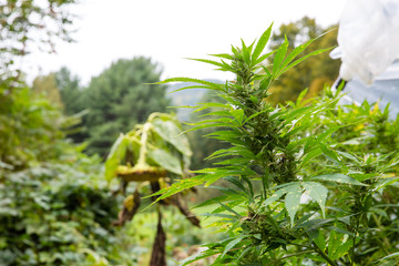 Outdoor legal marijuana grow. Large bud ready for harvest. Cannabis series from seed to sale