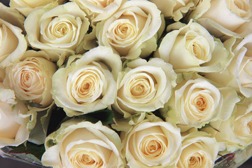 Obraz na płótnie Canvas bouquet of milky roses